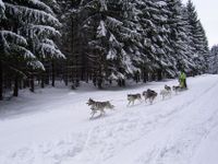 Huskyrennen in Frauenwald